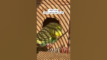 #سورة_الكهف #قرآن #فضل السورة في مربع التعليقات #طيور_حب #البادجي #quran #birds #budgies #america