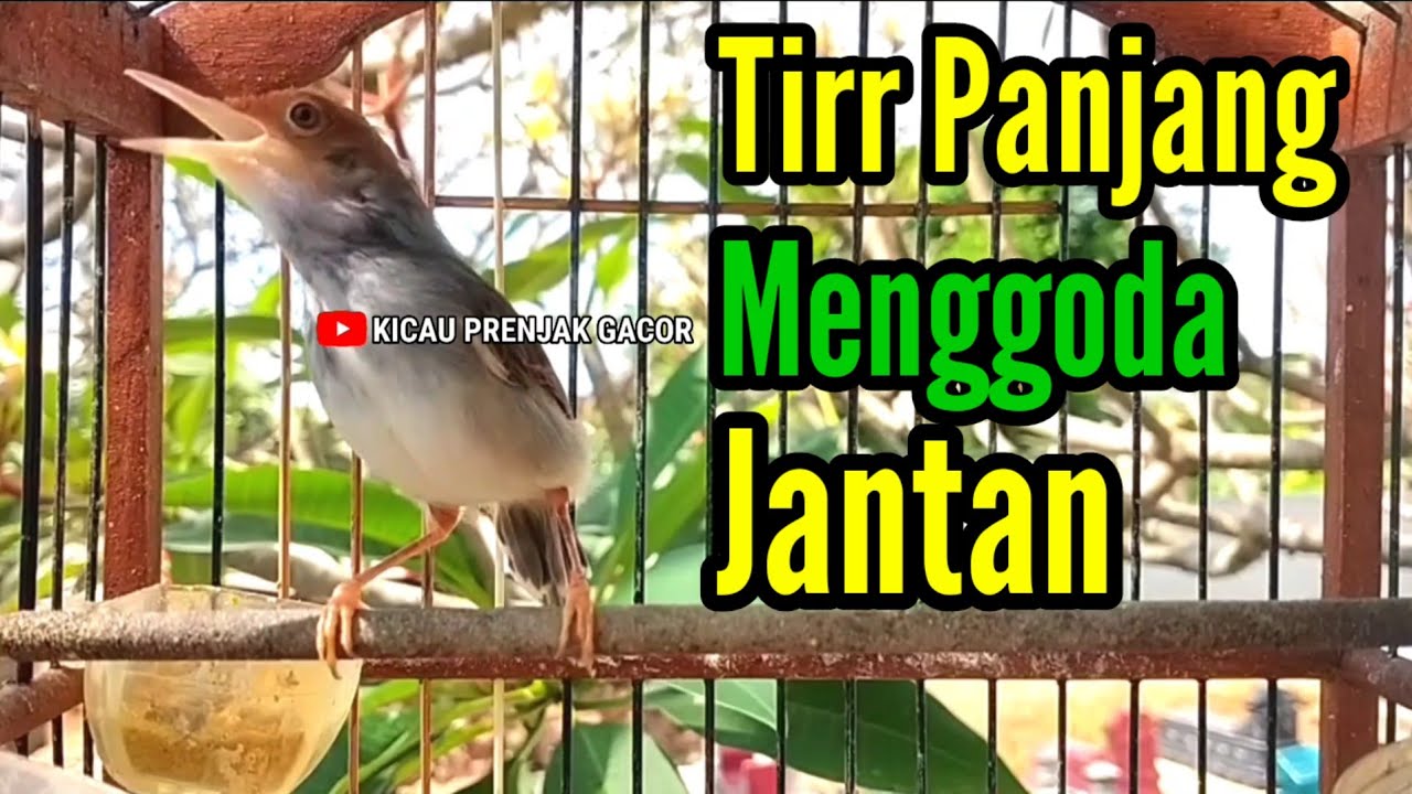 PRENJAK BETINA | MASTERAN PRENJAK BETINA Ngetir Panjang Istimewa Menggoda Jantan Suara Jernih |