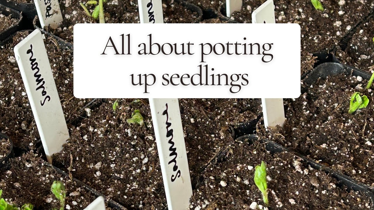 All about potting up seedlings 🌱