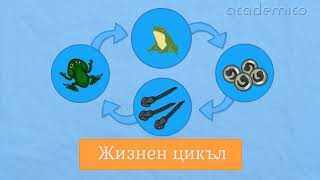 Размножаване, растеж и развитие на животните - Човекът и природата 4 клас | academico