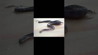 The Beaked Sea Snake (Enhydrina schistosa)