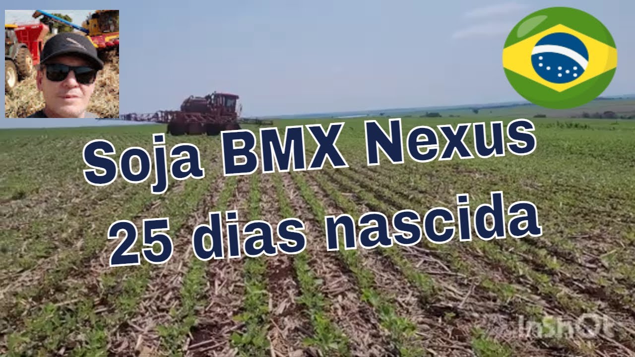 Soja BMX Nexus mais nova também teve problemas com mortandade, comparando  com outras variedades. 