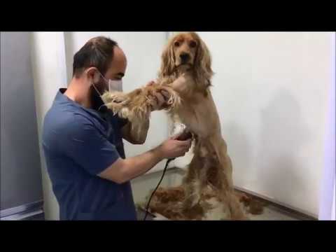 Video: Amerikan Cocker Spaniel Nasıl Kesilir