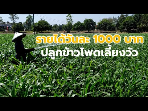 โอ้โห!ปลูกข้าวโพดเลี้ยงวัวขายรายได้วันละ 1000 บาท (Growing corn for feeding) Farm Station