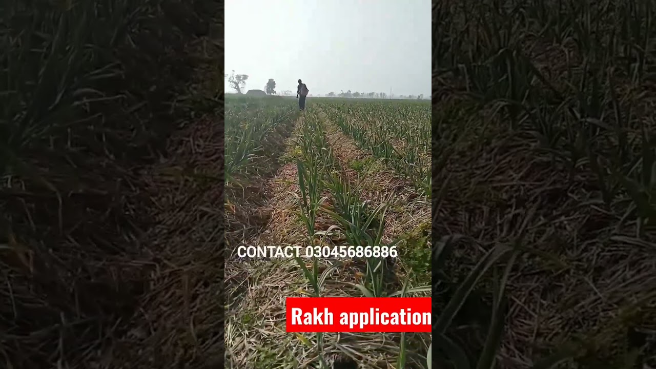 Rakh application on HG1 garlic