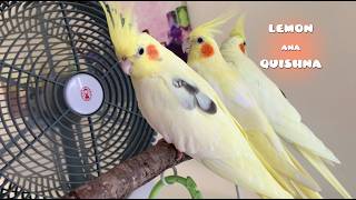 Which Sort of Fan Best Suits the Birds