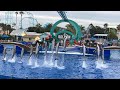 Dolphin Island Christmas livestream - December 2, 2022 - SeaWorld San Diego