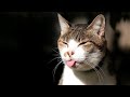 Чому Коти Показують Язик? #кіт #cute #cat #fyp #shorts