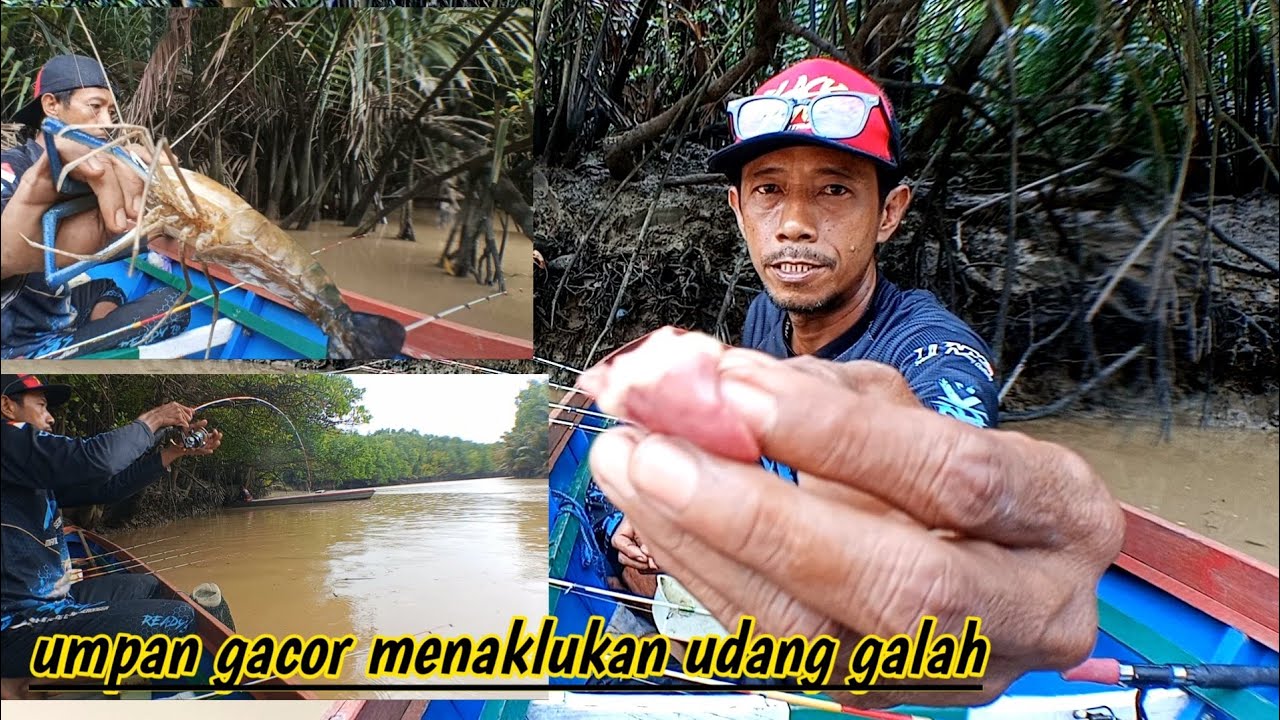 terbukti ampuh umpan ini membuat kawanan udang galah lapar umpan terbaik mancing udang galah