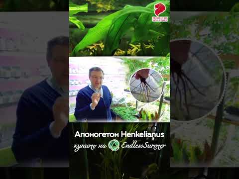 кто хочет купить Апоногетон Хенкеля – вегетатирующую луковицу?