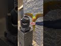jbl dj light trending short video