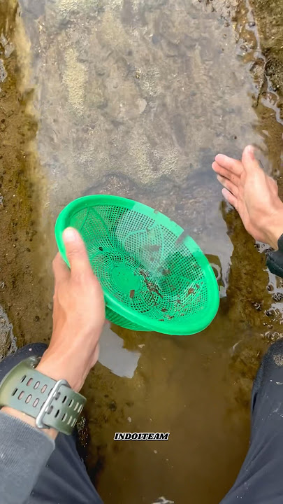 Catching fish in the dry rice field ditch can be a lot🐟🤤
