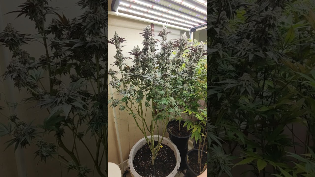 Apple Tartz ClearWater Genetics