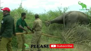 Successfully Trans locating An Aggressive Elephant !