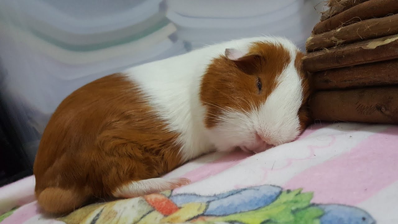 Guinea pig sleeping hughug a guinea pig YouTube