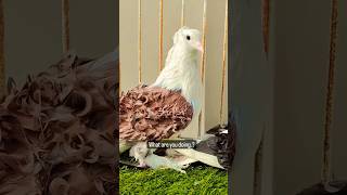 What are you Doing ? || pigeon fancypigeon birds kabootar shorts