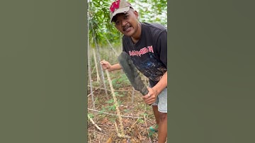 NASIBNYA PETANI SINGKONG