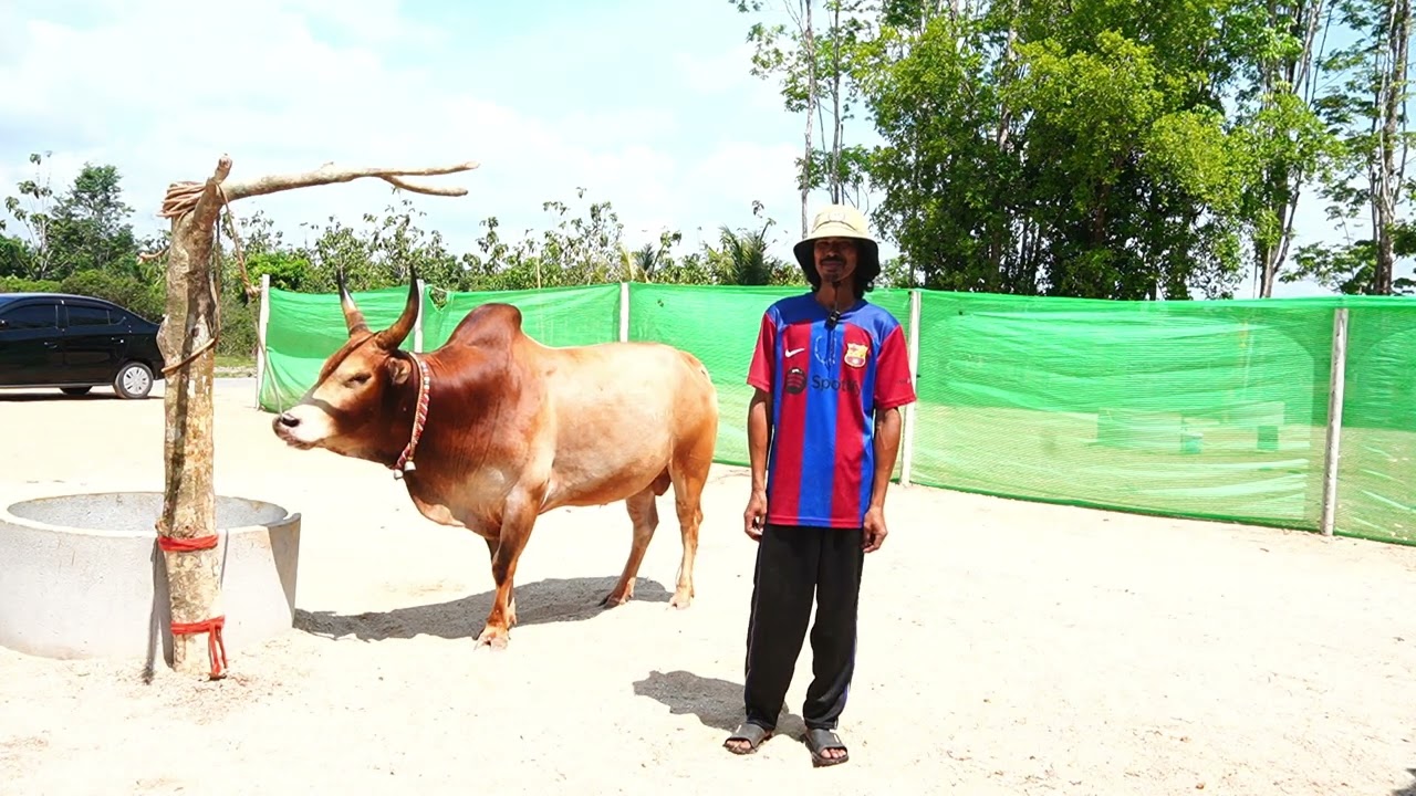 เยี่ยมคอกวัวชน สนามนาโยง ขาวงามเพชรน้ําค้างพยัคฆ์พันธ์ทาง (อ้ายโมโม่)