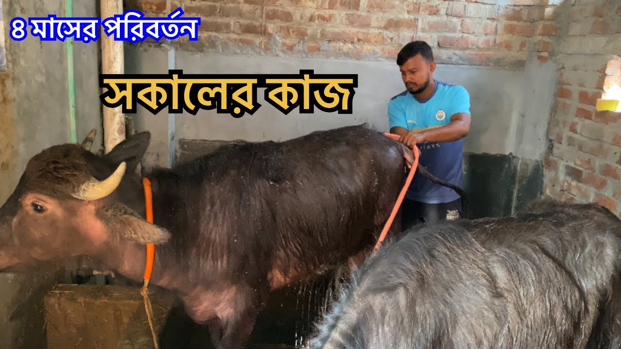 ৪ মাসের পরিবর্তন সাথে সকালের কাজ | MrRajshahi Agro 