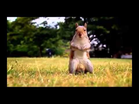 Dramatic Great British Bake Off Squirrel