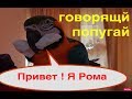 Говорящий попугай Ара завтракает. Попугай Григорий, Наташа и Кеша - не вытирают клюв, Рома-да!