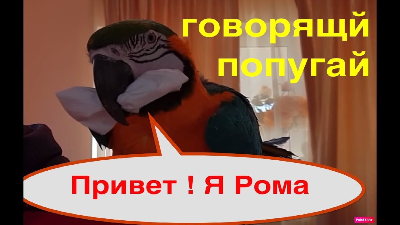 Говорящий попугай Ара завтракает. Попугай Григорий, Наташа и Кеша - не ...
