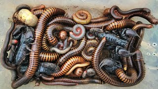 Catching Amazing Insects yellow millipede, Giant Millipedes, Scorpion, beetle Larvae, red Millipede 