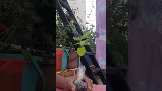 Vgr Gardens Online Plants At Only Rs 15 To 30