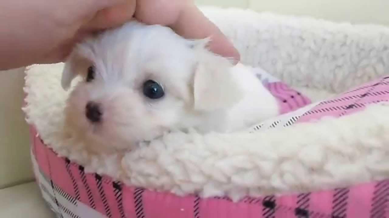 極小マルチーズ販売 女の子です ５月２日生まれ Youtube