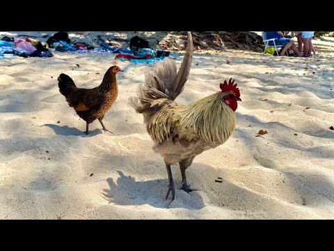 Beach Chickens | Grand Cayman