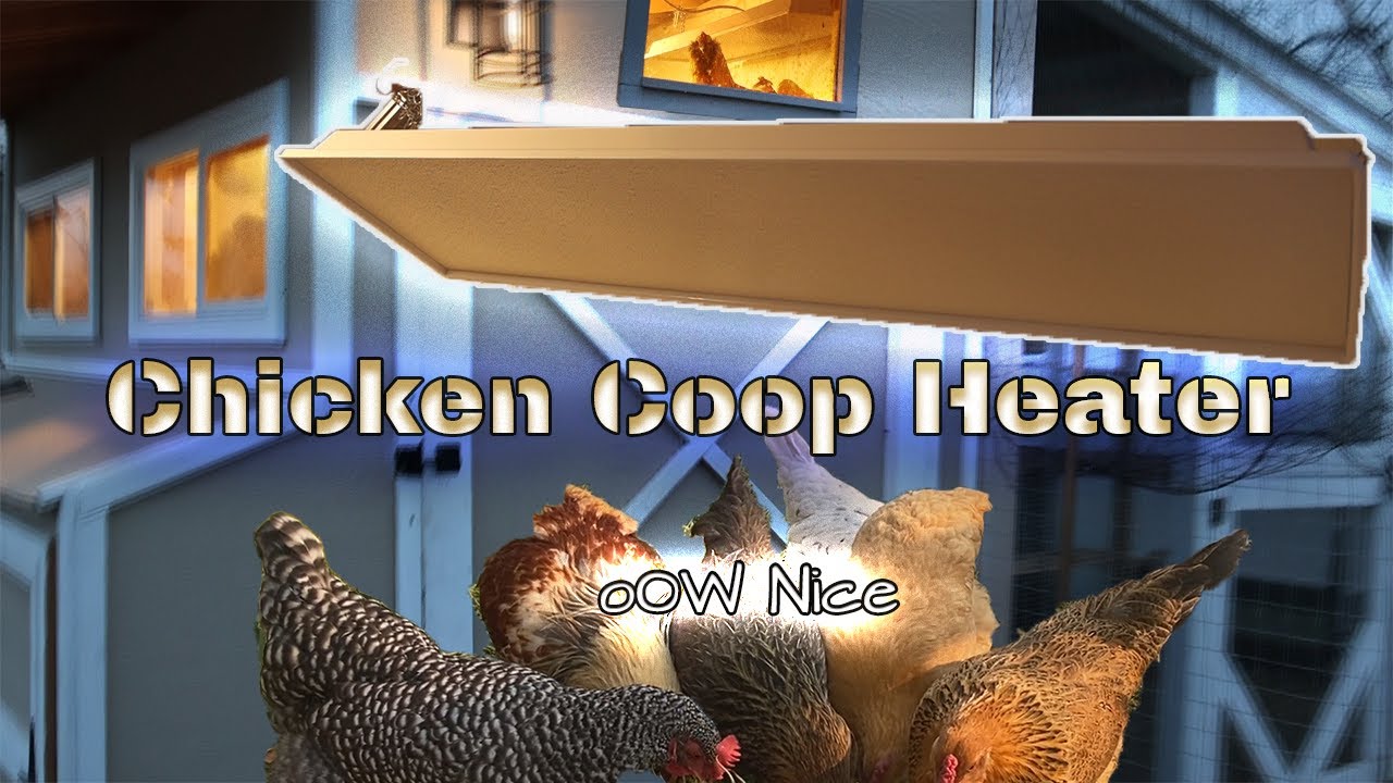 Winterize a chicken coop. 6 easy steps to keeping your chickens warm.