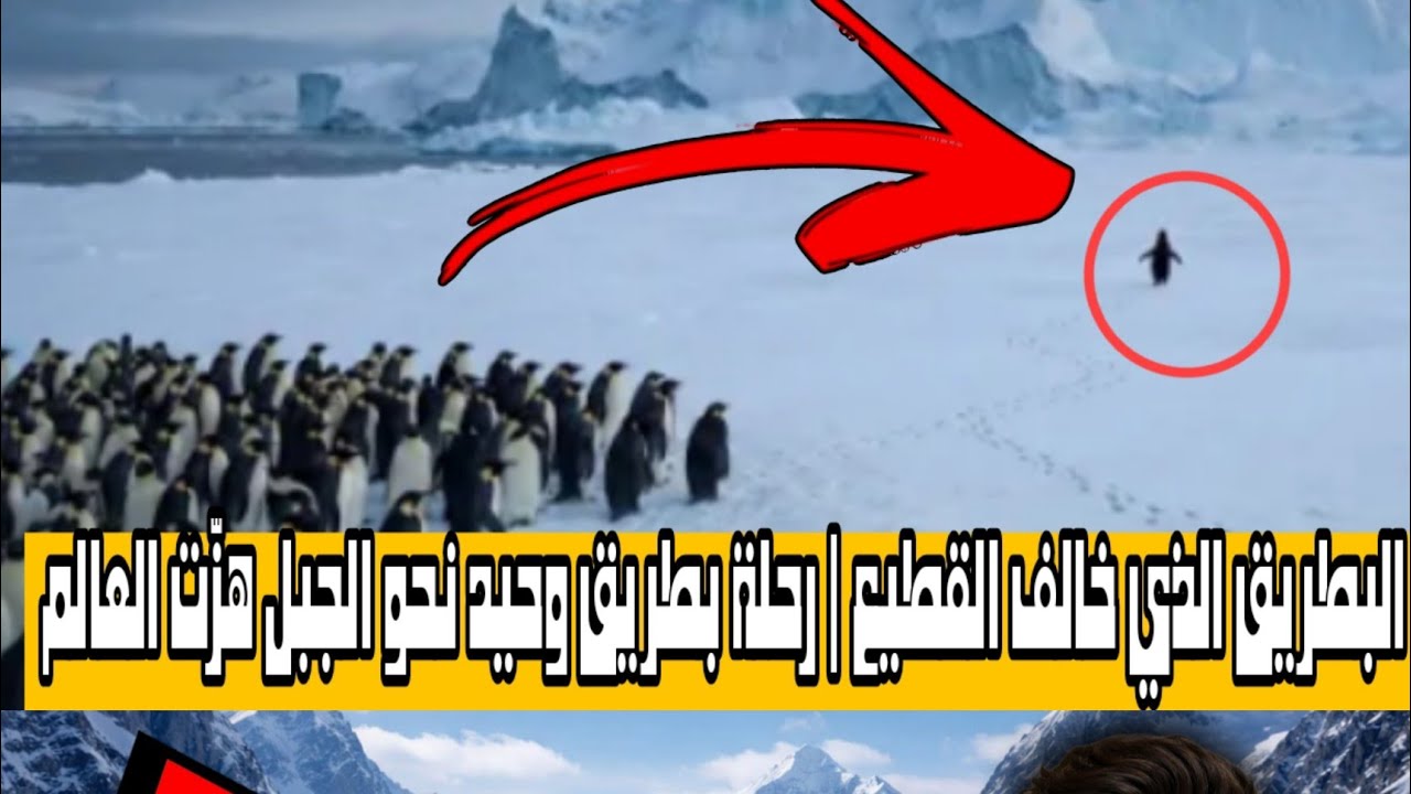 البطريق الذي خالف القطيع | رحلة بطريق وحيد نحو الجبل هزّت العالم