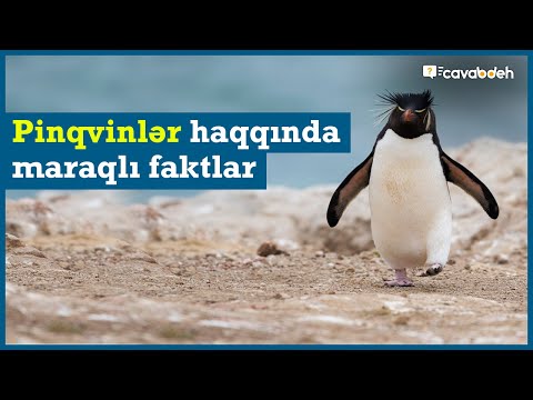 Pinqvinlər əslində şimalda yaşamır / Pinqvinlər haqqında maraqlı faktlar!