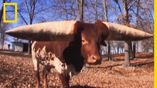 Ce Watusi a des cornes spectaculaires