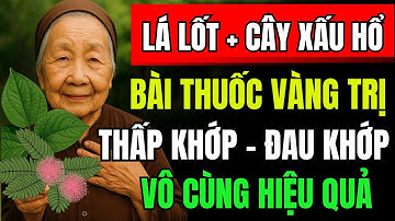 Lá Lốt Kết Hợp Với Cây Xấu Hổ Tác Dụng Gấp Bội Cho Người Bị Thấp Khớp Và Thoái Hóa Khớp