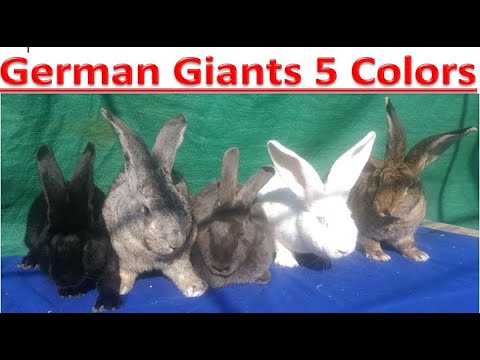 German Blue Rabbit German Giants Rabbits 8Kg Weight in 5 Different Colors, Black ...