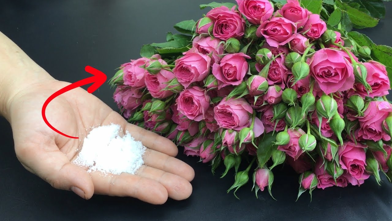 Секрет флориста: как сохранить свежие цветы на целый месяц и не допустить их гниения!