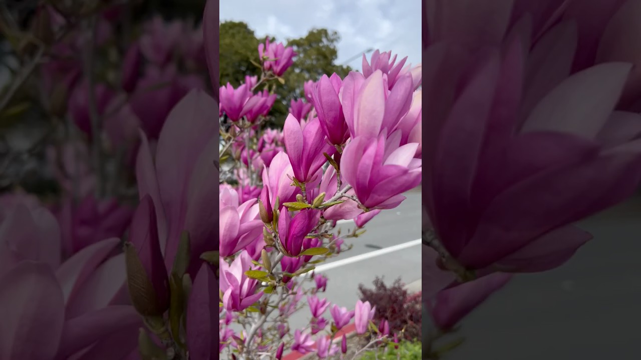 Blooming Magnolias 
