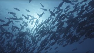 Ocean Surface: 10 Hours of Relaxing Oceanscapes | BBC Earth