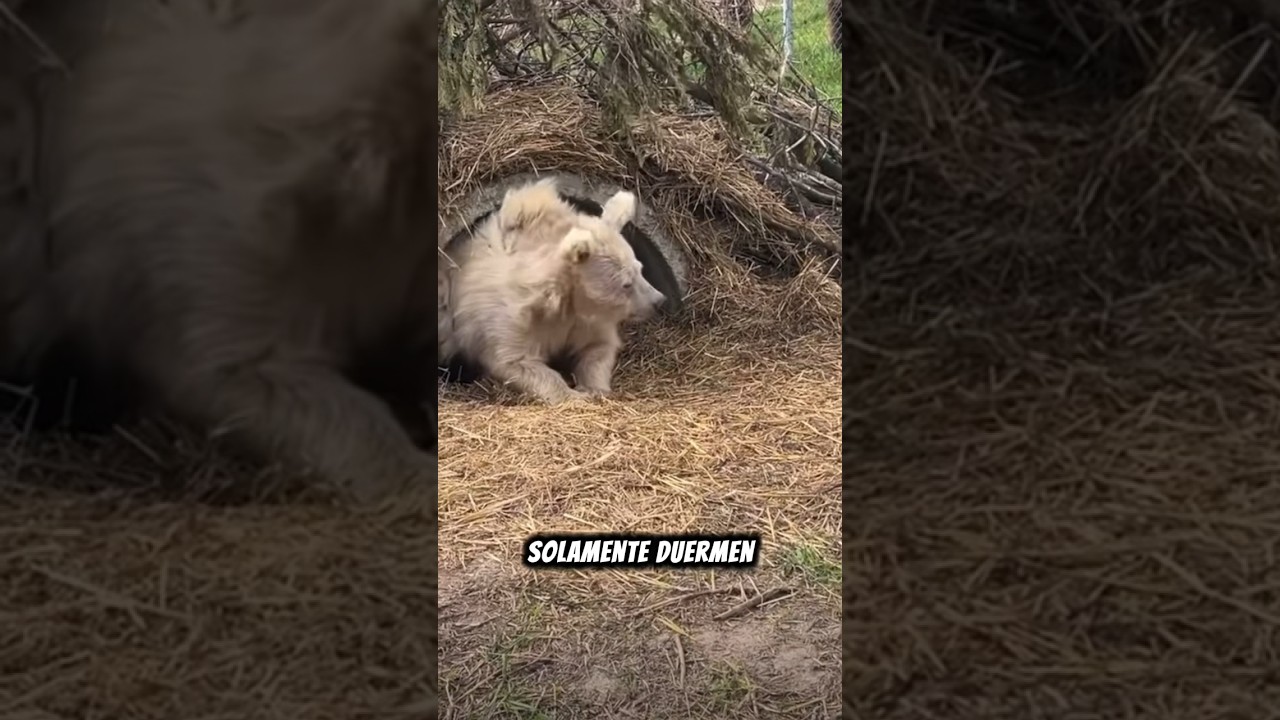 Mira a este oso despertando de hibernacion 🐻💤