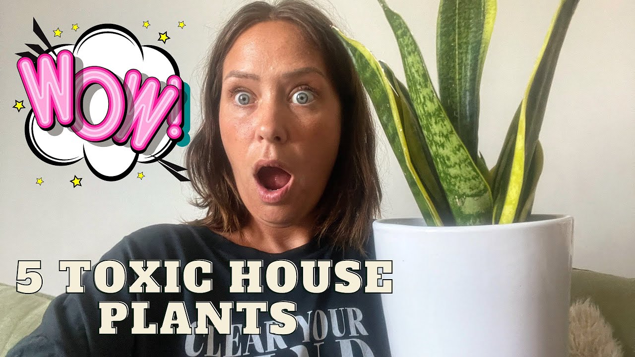 5 Toxic House Plants For Cats And Dogs