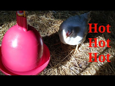 homesteading course 30 Seconds Of A Hen Saying Hot. (Funny)