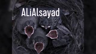 بلابل علاوي انتفاخ المخرج لفراخ الطيور Swelling of the director of bird chicks @ali