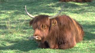 20200419 Haaksbergen Schotse Hooglanders tv