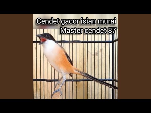 Cendet Gacor Isian Murai (Live) class=