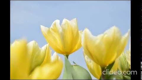 المصحف المعلم مشارى راشد ترديد اطفال جزء عم سورة المطففين