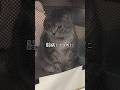 夜中に猫の鳴き声がすると思ったらまさかの🤣 #猫