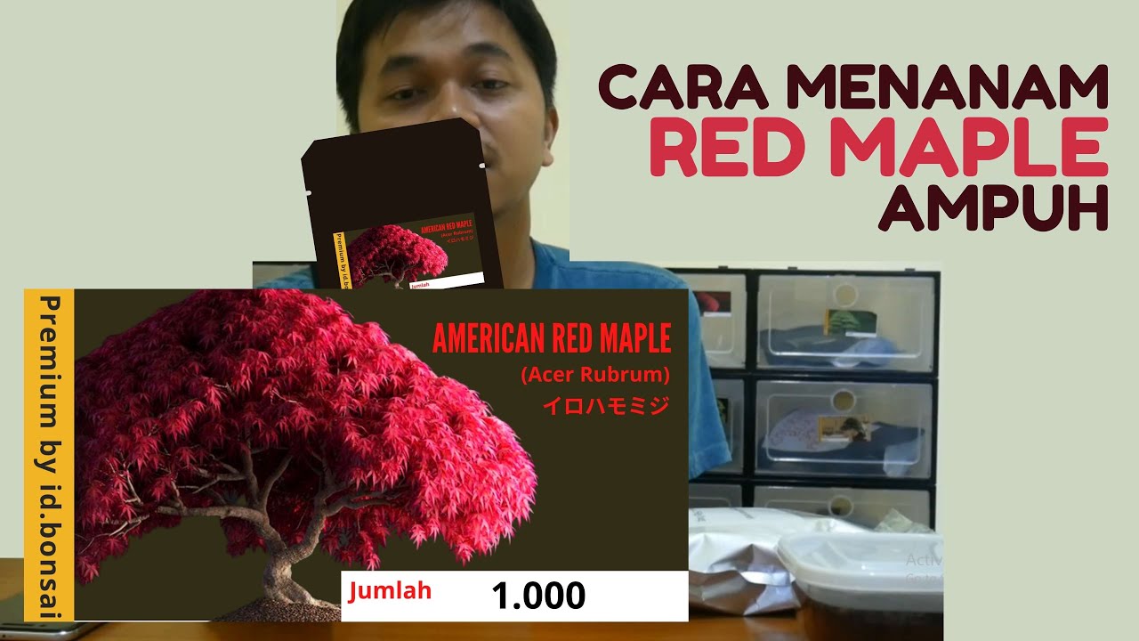 Cara Tanam Red Maple Dijamin Tumbuh