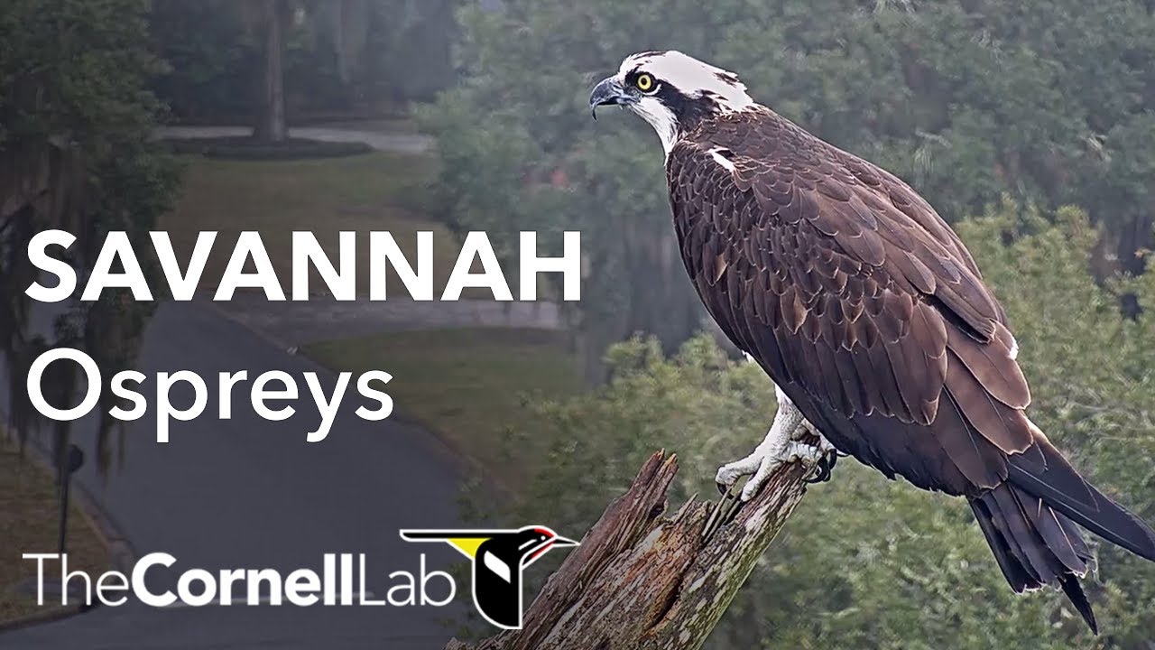 Live! Savannah Ospreys (Cam 3 PTZ) | Cornell Lab & Skidaway Audubon