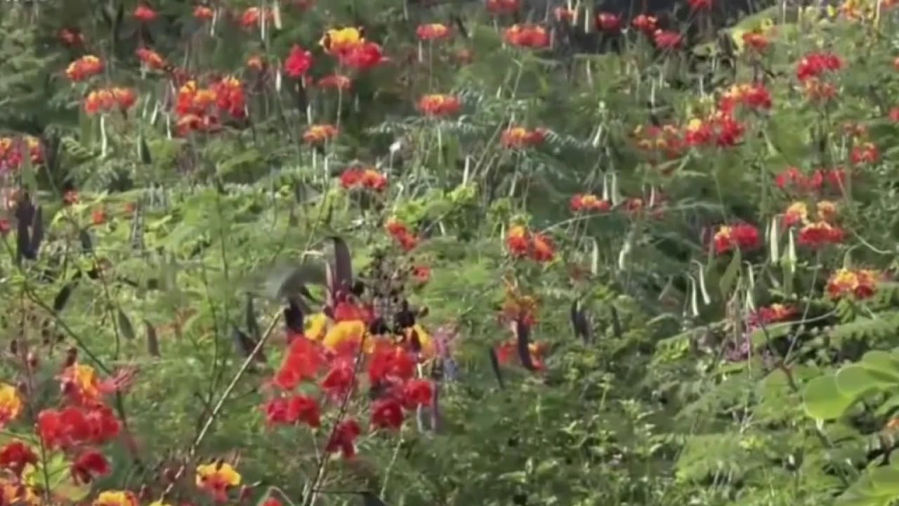 Indahnya burung kolibri di alam liar 
